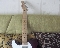Fender Telecaster